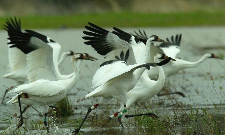 sultanpur-national-park-gurgaon