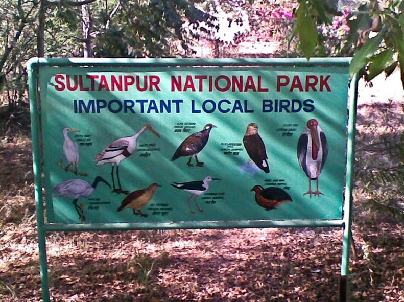 sultanpur-national-park-gurgaon