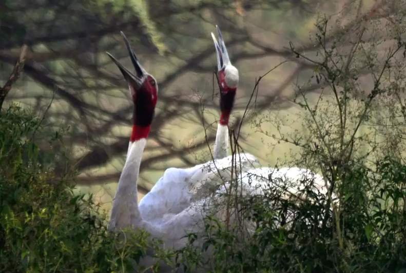 sultanpur national park gurgaon sultanpur-national-park-gurgaon