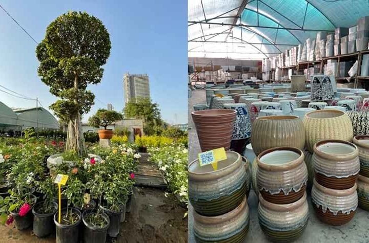 For Plant Shopping, Keep The Big Bazaar Of Nurseries in Gurgaon Bookmarked