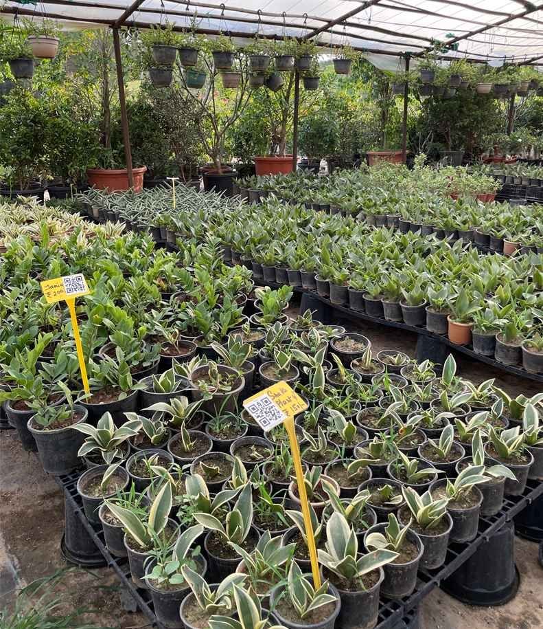 Green Heaven Plantscape Gurgaon Green_Heaven_Plantscape