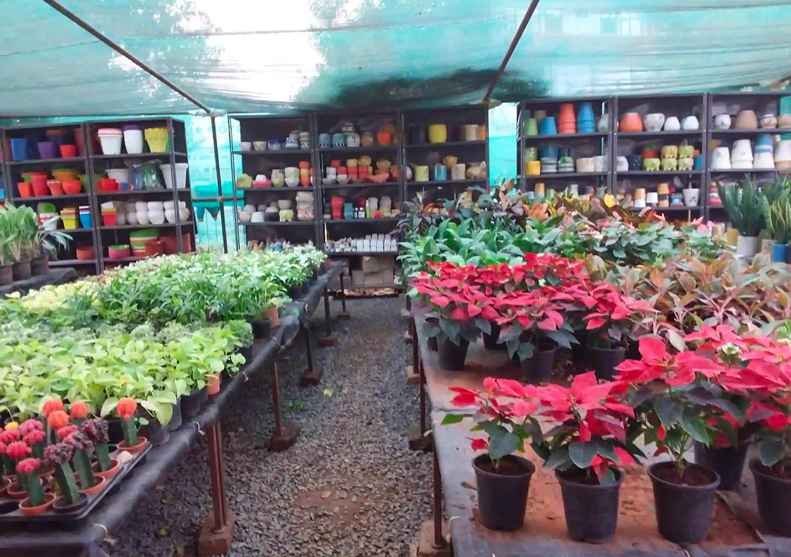 Osho Vatika Nursery Gurgaon