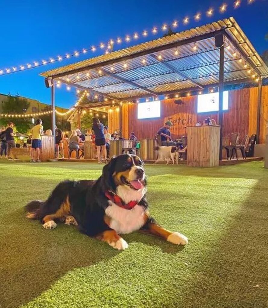Pawlywoof Gurugram
