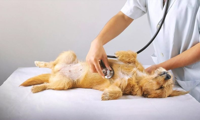 best pet clinics gurgaon skrd-veterinary-hospital-gurgaon