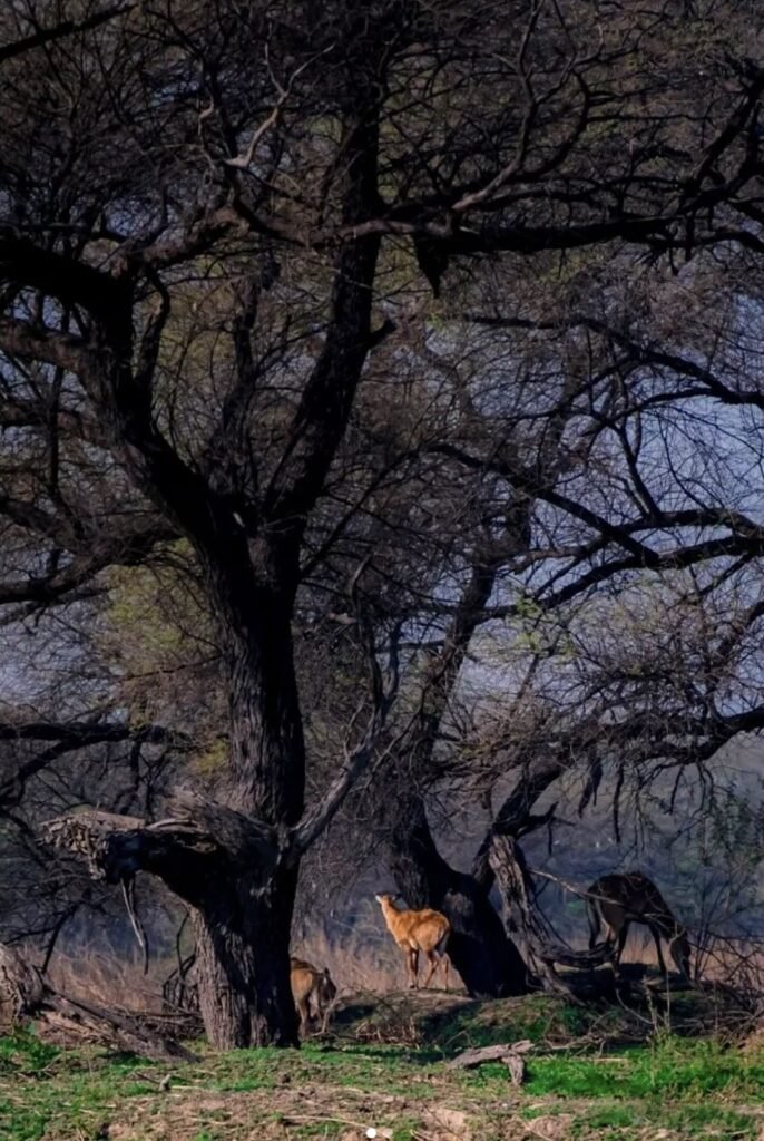Sultanpur-National-Park-Gurgaon