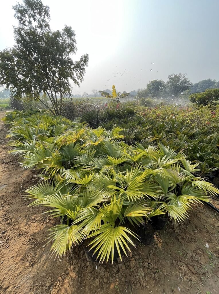 The Green Boutique | Nursery | Wholesale Plants