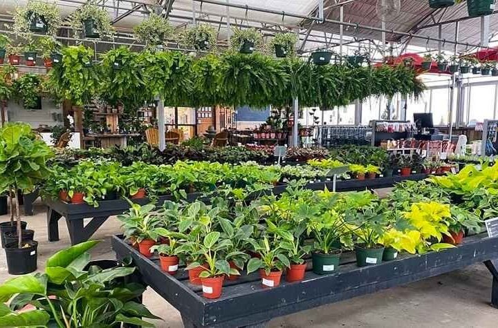 Gurgaon's Best Nurseries – Reviewed