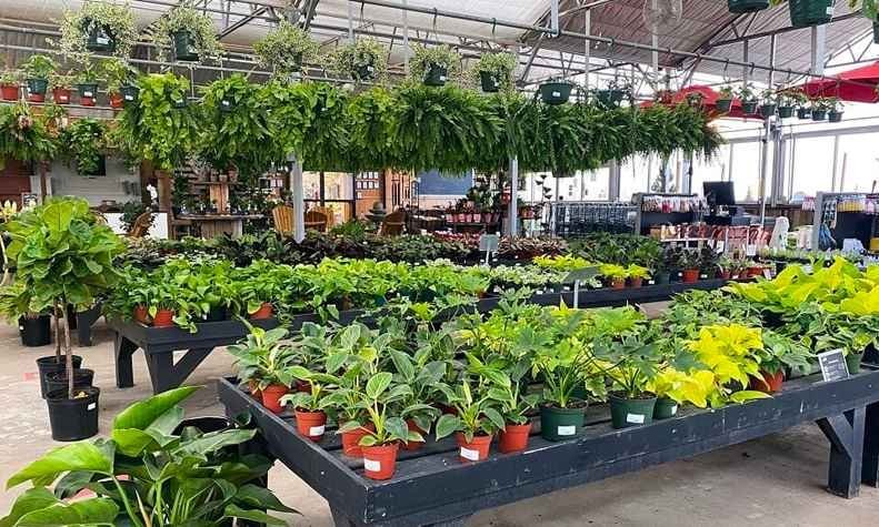Gurgaon's Best Nurseries – Reviewed