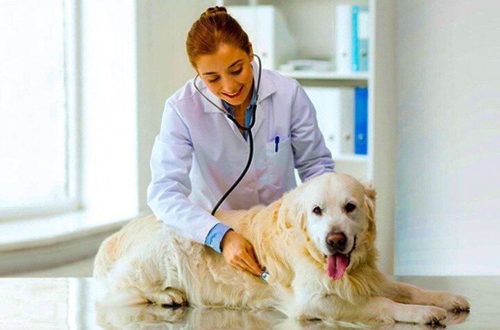 The Best Pet Clinics in Gurgaon