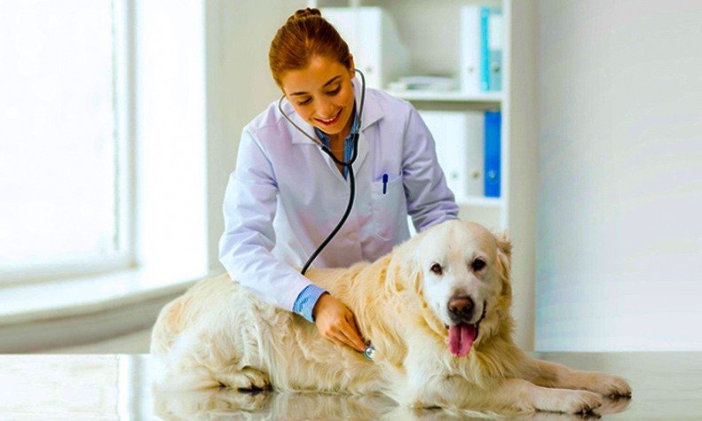 The Best Pet Clinics in Gurgaon