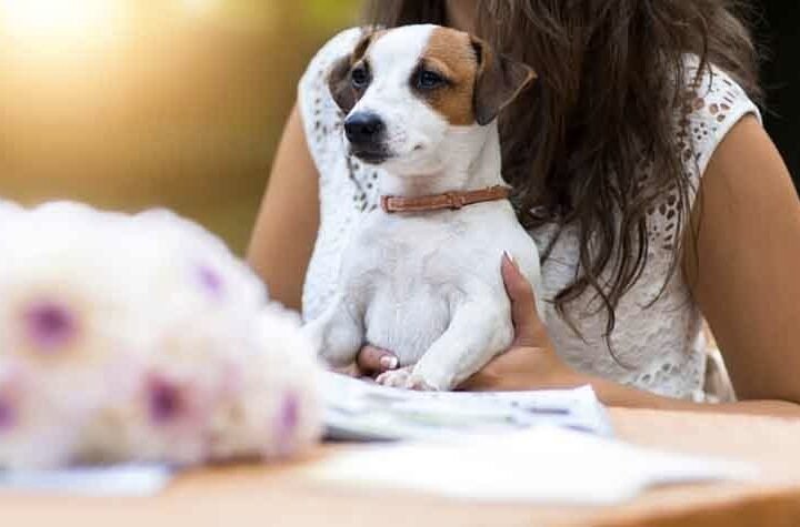 Best Pet Friendly Cafes In Gurgaon!