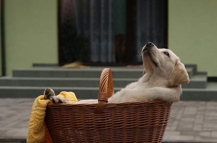 5 Best Pet Shops in Gurugram – Top Rated Pet Shops