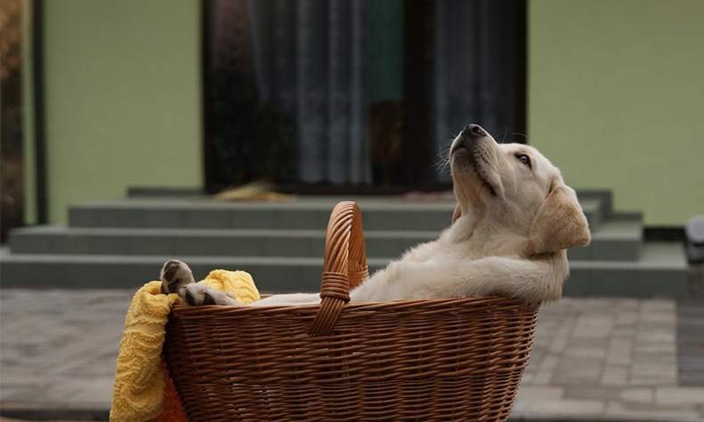 5 Best Pet Shops in Gurugram – Top Rated Pet Shops