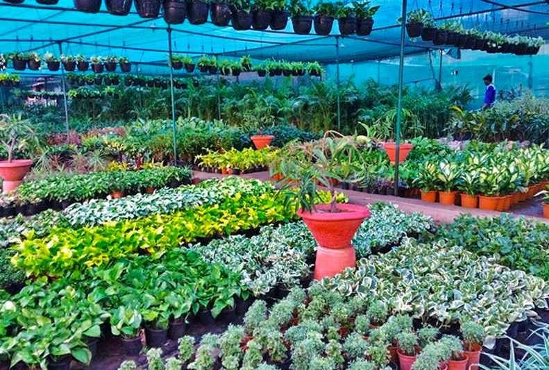bhawna nursery gurgaon