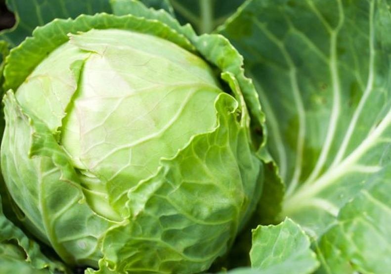 cabbage