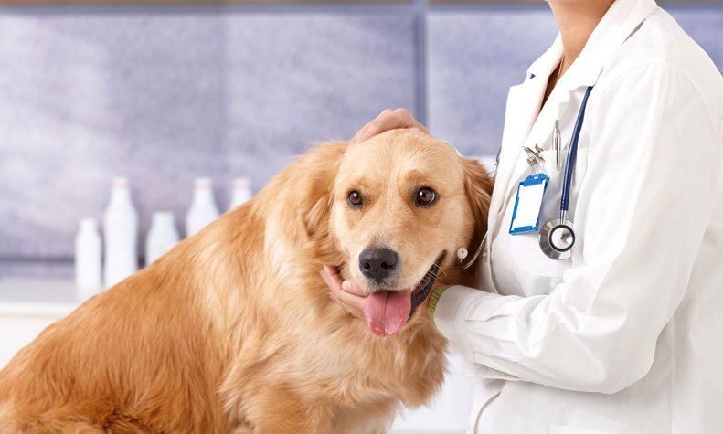 best pet clinics gurgaon cgs-hospital-pet-clinic-gurgaon