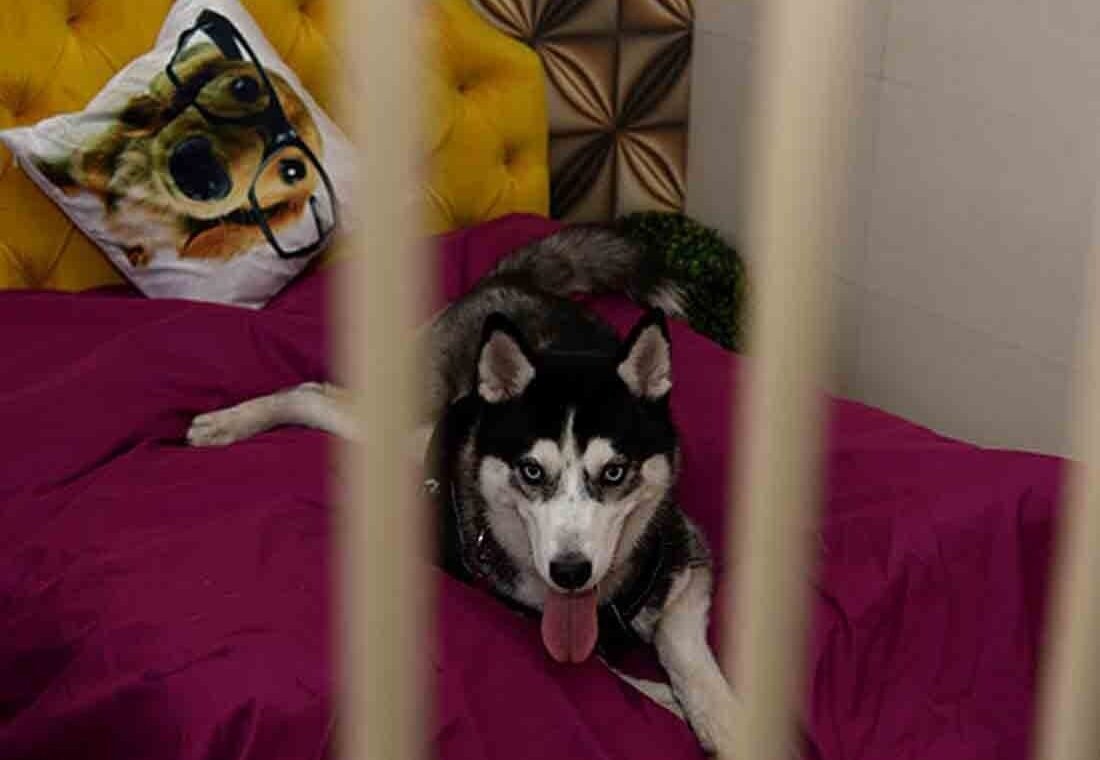 India's First Luxury Pet Hotel, Spa & Café Is Here in G-Town!