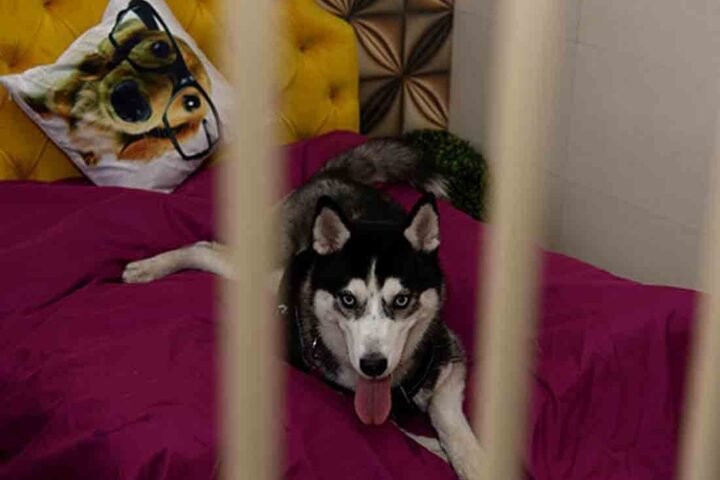 India's First Luxury Pet Hotel, Spa & Café Is Here in G-Town!