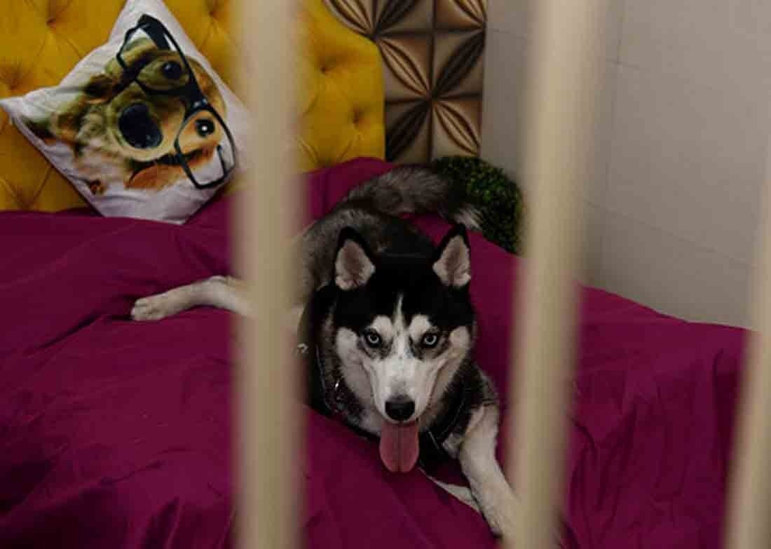 India's First Luxury Pet Hotel, Spa & Café Is Here in G-Town!
