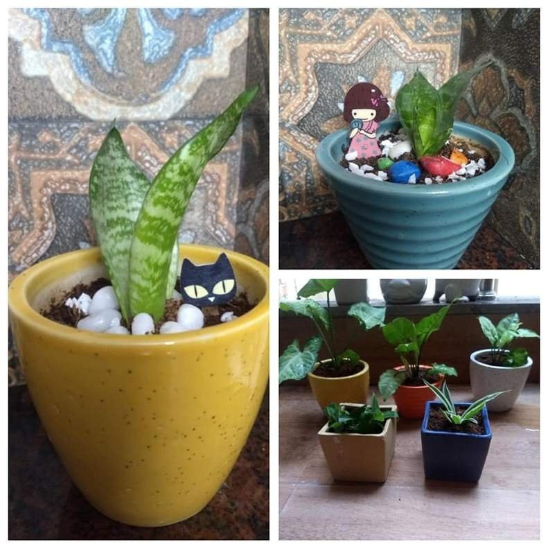 d kreativ anti pollution plants d-kreativ-gurugram