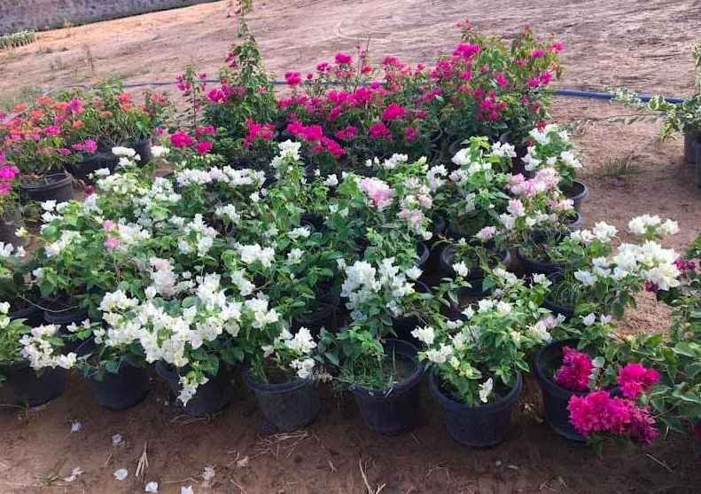 florina nursery gurgaon