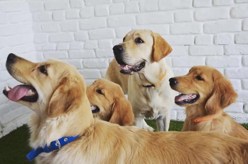 fur ball story gurgaon