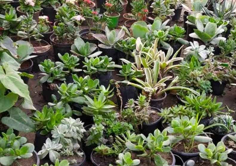 jagdamba nursery gurgaon