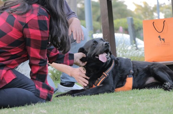 Le Méridien Gurgaon Presents Paw Friendly Brunch