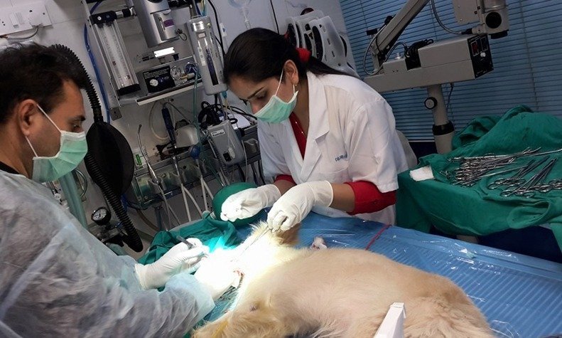 best pet clinics gurgaon metro-pet-hospital-gurgaon