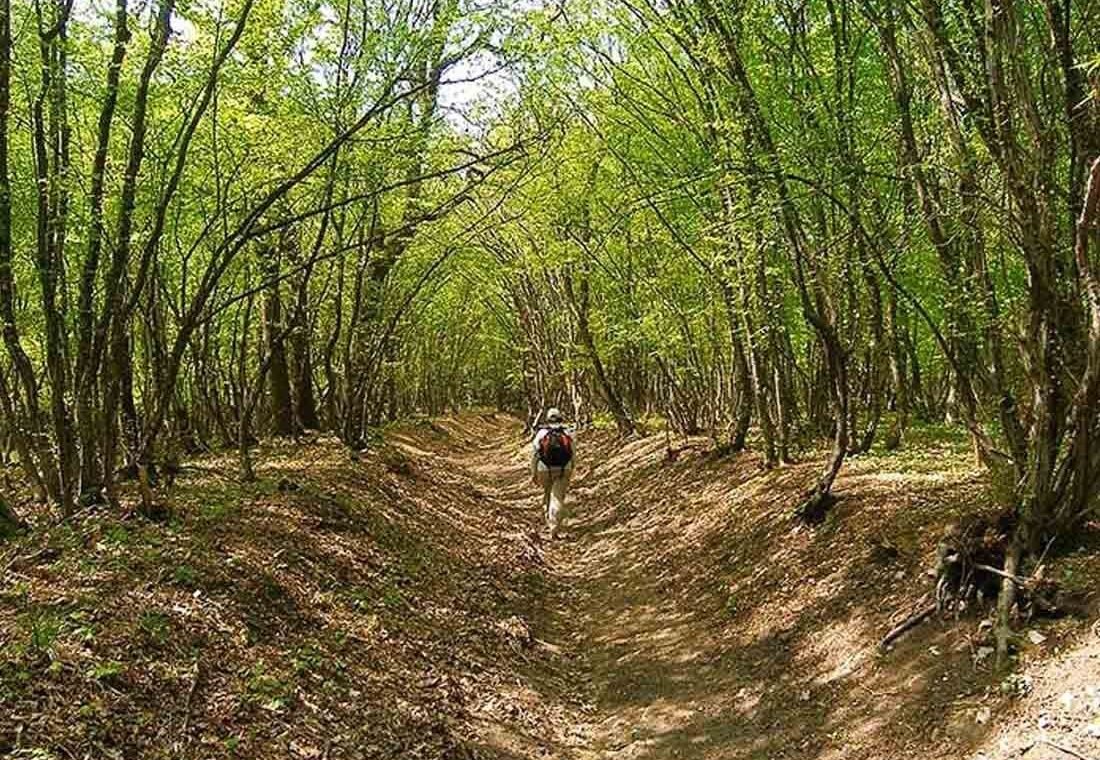 Trees, Walks and Serenity A 100-acre Nature Camp in Bhondsi Gurgaon!