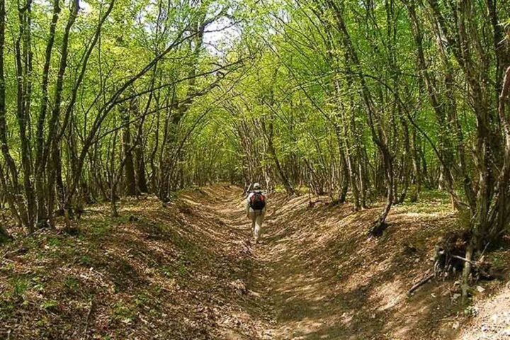 Trees, Walks and Serenity A 100-acre Nature Camp in Bhondsi Gurgaon!