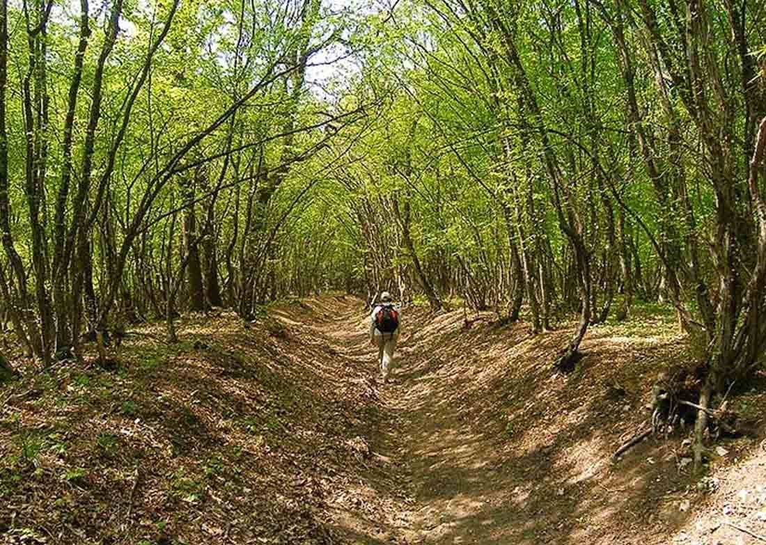 Trees, Walks and Serenity A 100-acre Nature Camp in Bhondsi Gurgaon!