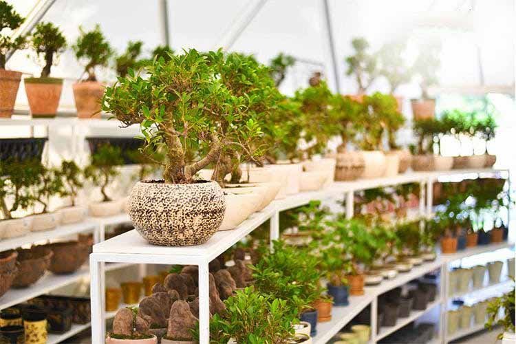 nurturing green studio oxygen chamber gurgaon