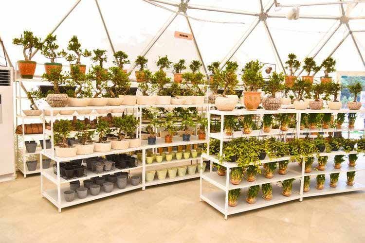 nurturing green studio oxygen chamber gurgaon
