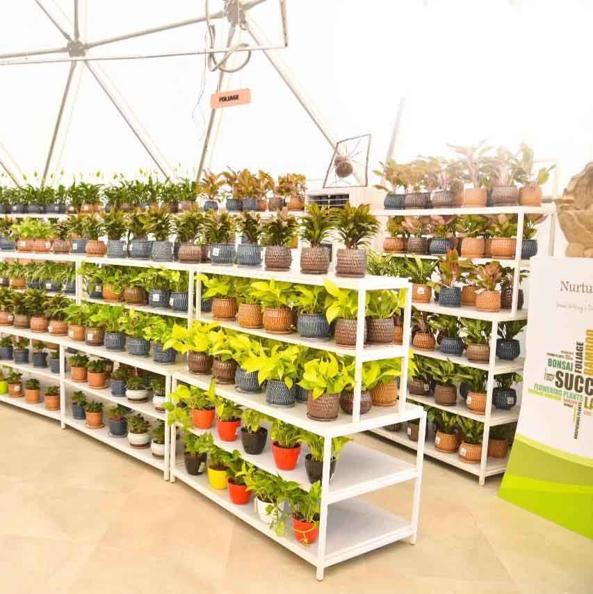 nurturing green studio oxygen chamber gurgaon