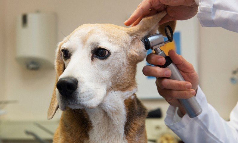 best pet clinics gurgaon paws-claws-pet-clinic-gurgaon