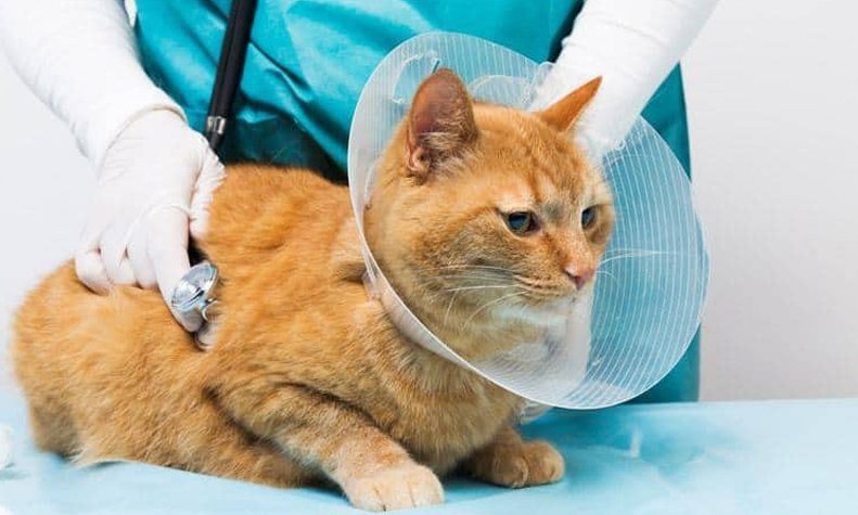 best pet clinics gurgaon pet-care-surgery-gurgaon