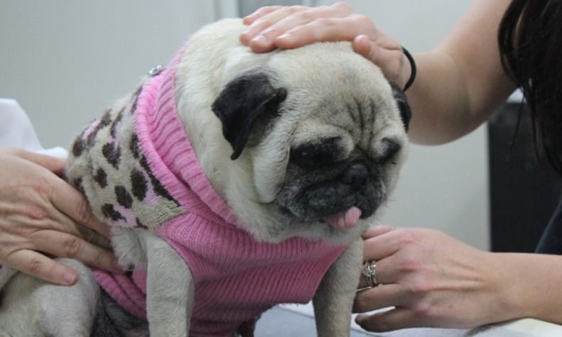 best pet clinics gurgaon pet-chikitsa-veterinary-hospital-gurgaon