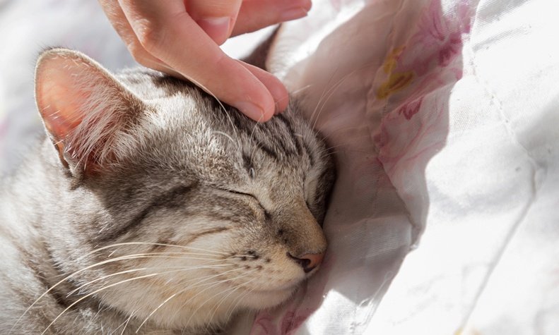 best pet clinics gurgaon pet-well-clinic-gurgaon