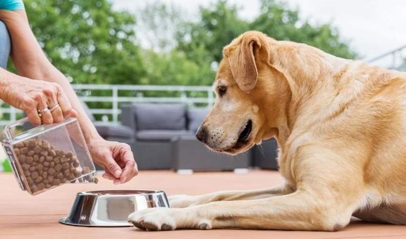 best pet shops in gurugram pet-world-gurgaon