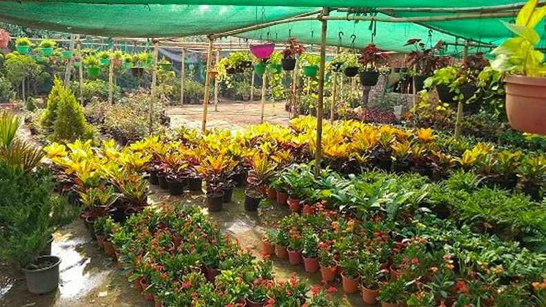 pooja nursery gurgaon