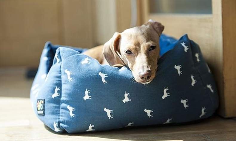 sicons-pet-safari-gurgaon