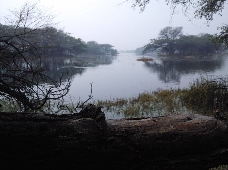 sultanpur-national-park-gurgaon