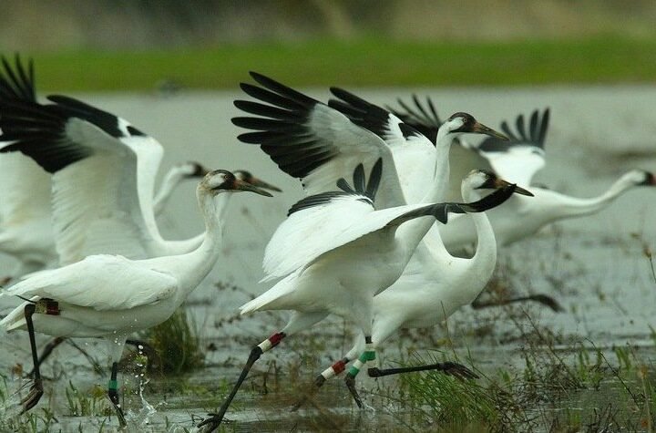 Sultanpur Bird Sanctuary for the Bird Lovers