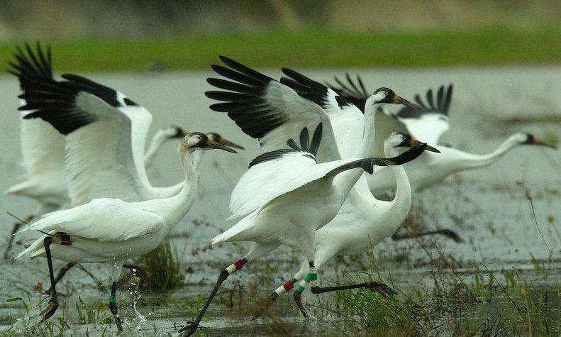 Sultanpur Bird Sanctuary for the Bird Lovers