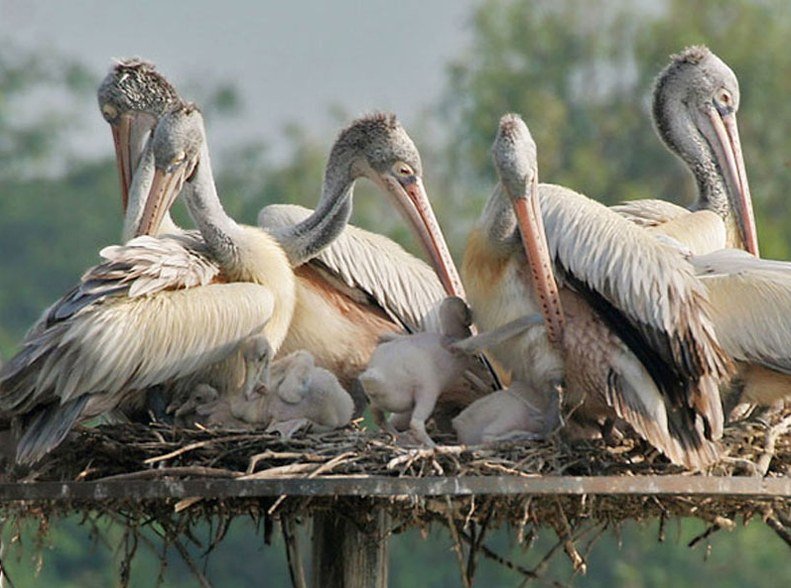 sultanpur-national-park-gurgaon