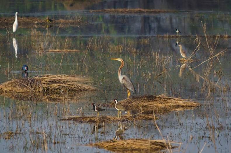 sultanpur national park gurgaon