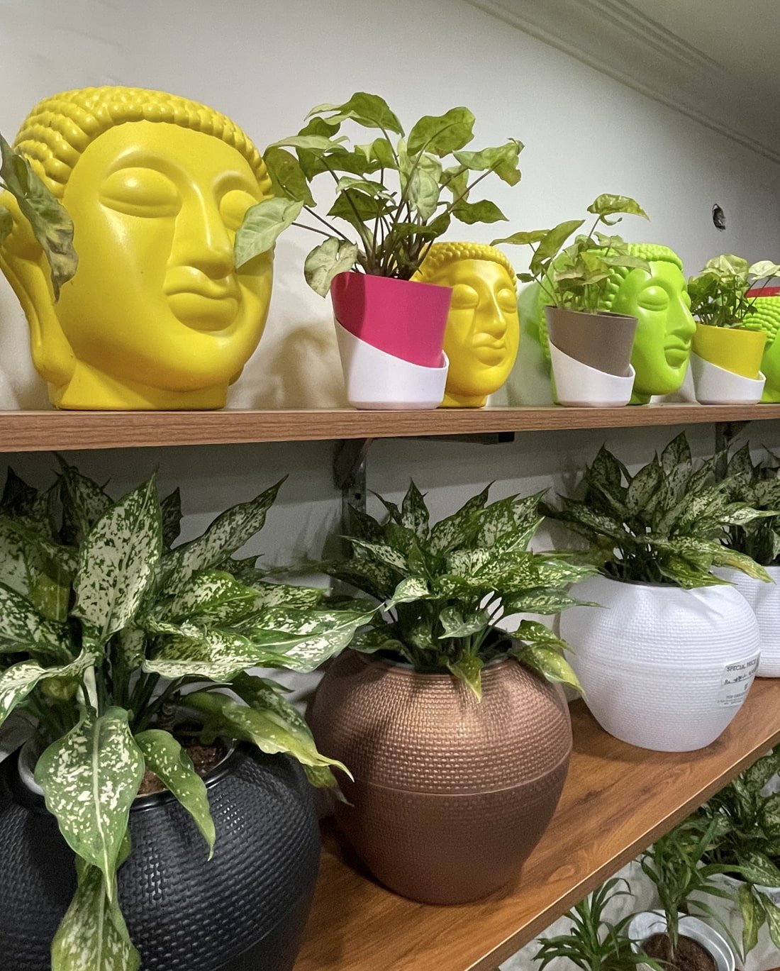 the green boutique gurgaon the-green-boutique