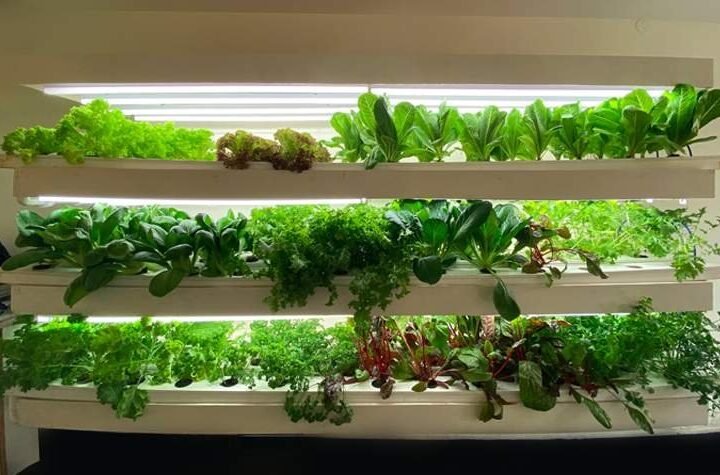 The True Leaf Farms-Finest for Fresh Produce in Delhi NCR