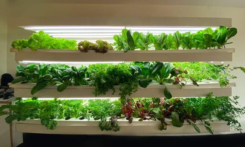 The True Leaf Farms-Finest for Fresh Produce in Delhi NCR